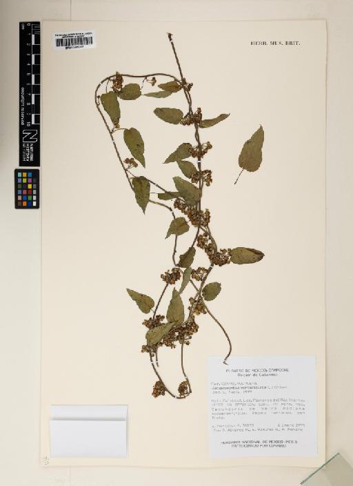 Jacquemontia verticillata (L.) Urb. - 000895393