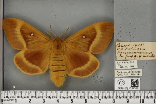 Lasiocampa quercus quercus (Linnaeus, 1758) - BMNHE_1521358_193219