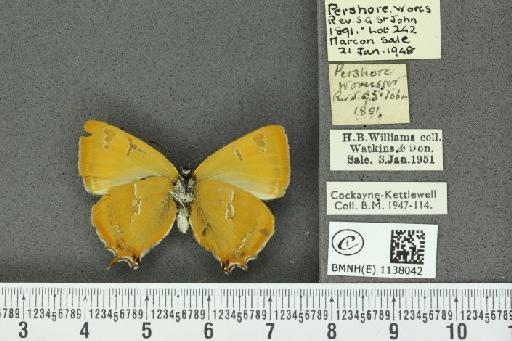 Thecla betulae ab. unistrigata Schultz, 1909 - BMNHE_1138042_95290