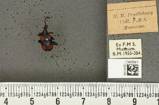 Lilioceris (Lilioceris) quadripustulata (Fabricius, 1787) - BMNHE_1343541_a_13626