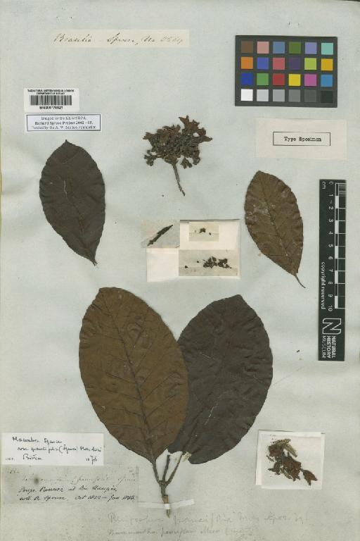 Tabernaemontana paucifolia Spruce - BM000778821