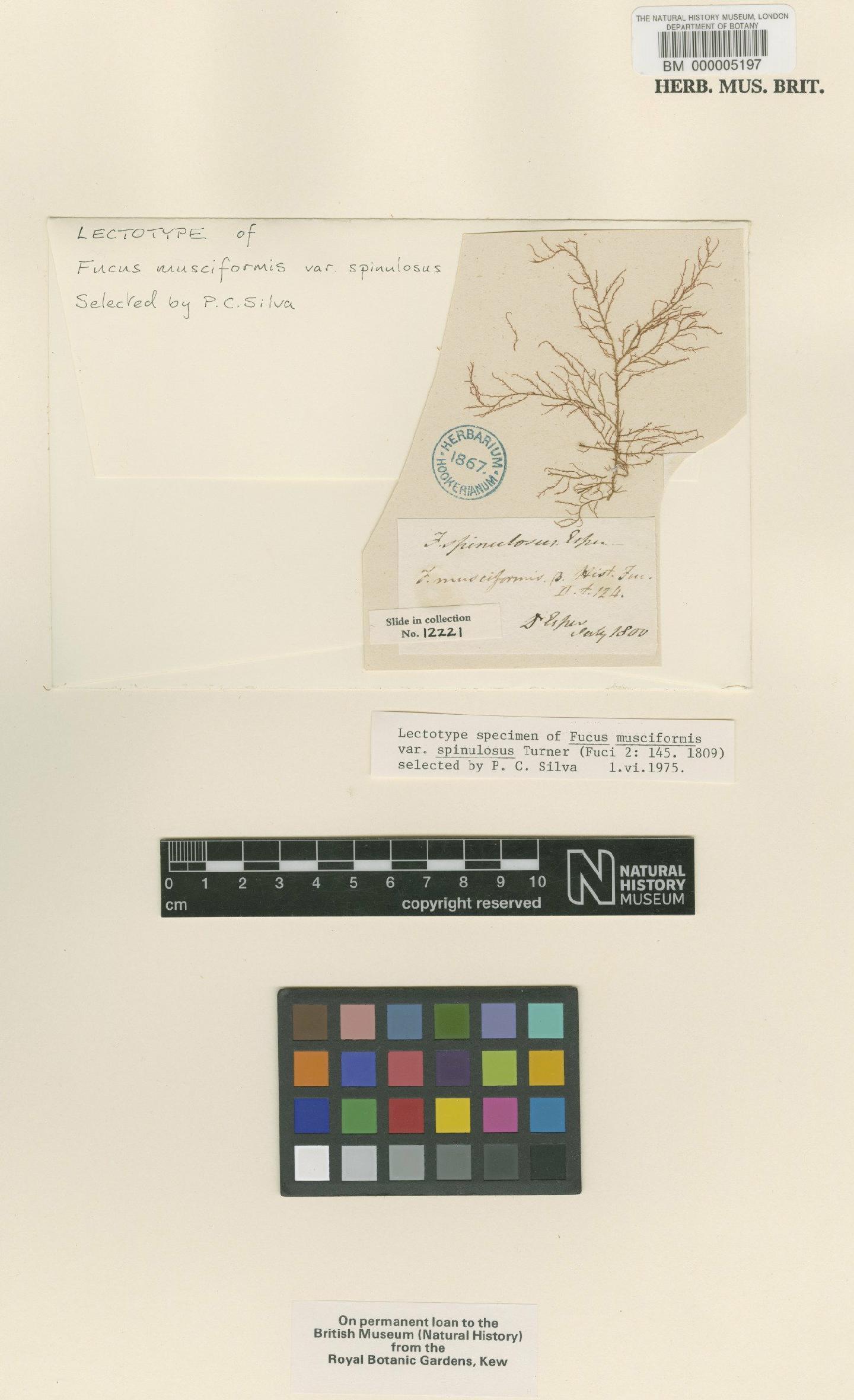 To NHMUK collection (Hypnea musciformis (Wulfen) J.V.Lamour.; Lectotype; NHMUK:ecatalogue:712968)