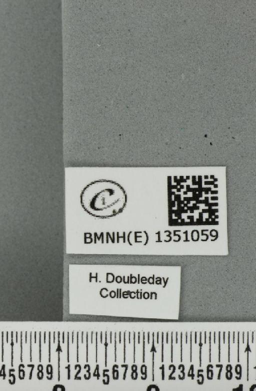 Korscheltellus lupulina (Linnaeus, 1758) - BMNHE_1351059_label_186428