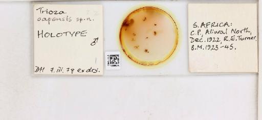 Bactericera capensis Hollis, 1984 - 010173460_117221_1146861_157873