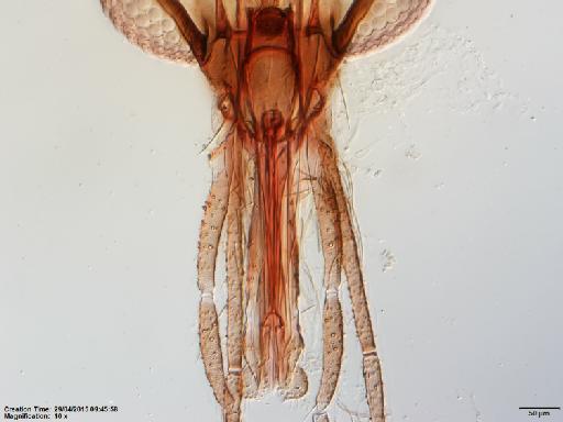 Lutzomyia (Psathyromyia) dasymera Fairchild & Hertig, 1961 - Lutzomyia_dasymera-BMNH(E)1251324_PT-female_mouthparts-10x.tif