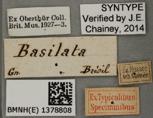Scordylia basilata Guenée in Boisduval & Guenée, 1858 - Scordylia basilata Guenee syntype 1378808 labels