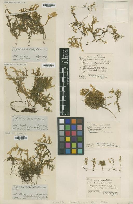 Homaliodendron montagneanum (Müll.Hal.) M.Fleisch. - BM001108144_a