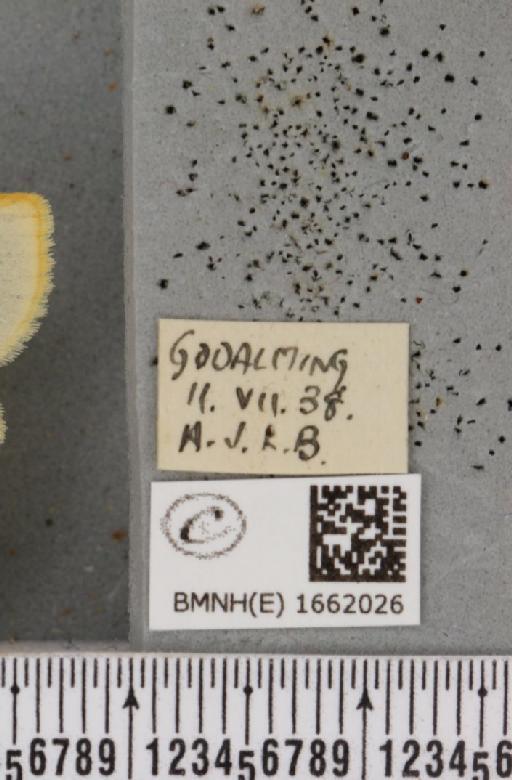 Cybosia mesomella (Linnaeus, 1758) - BMNHE_1662026_label_258335