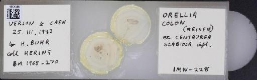 Terellia (Terellia) colon (Meigen, 1826) - BMNHE_1504386_55801