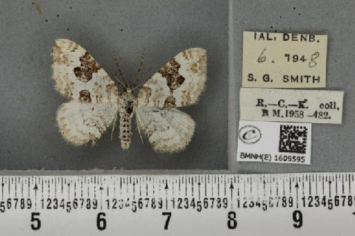 Xanthorhoe montanata montanata ab. degenerata Prout, 1896 - BMNHE_1609595_312184
