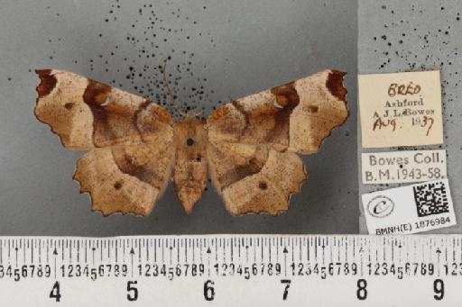 Selenia tetralunaria tetralunaria (Hufnagel, 1767) - BMNHE_1876984_449172