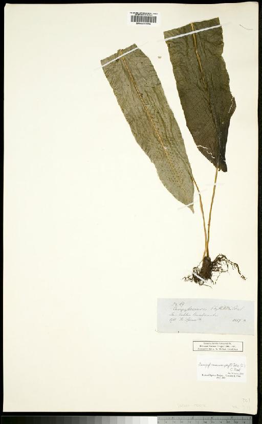 Campyloneurum phyllitidis (L.) C.Presl - Spruce - BM000777554