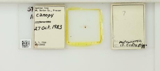 Abstrusomyzus phloxae Sampson, 1939 - 014762147_112424_1092569_157842_NoStatus