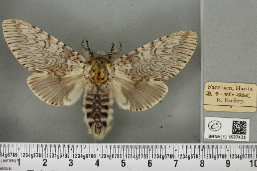 Cerura vinula (Linnaeus, 1758) - BMNHE_1637421_207542