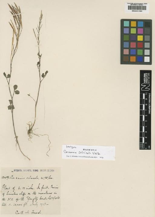 Cardamine calcicola W.W.Sm. - BM000832569