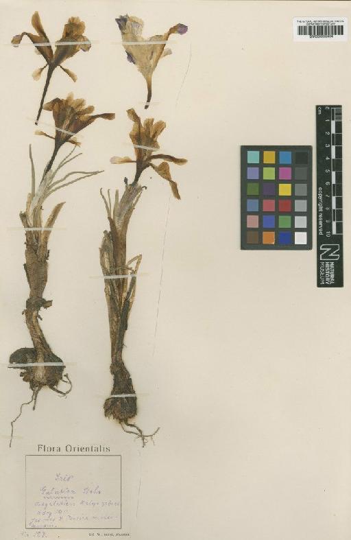 Iris galatica Siehe - BM000958404