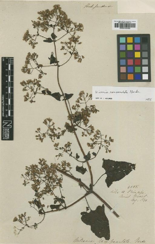 Mikania campanulata Gardner - BM001009392