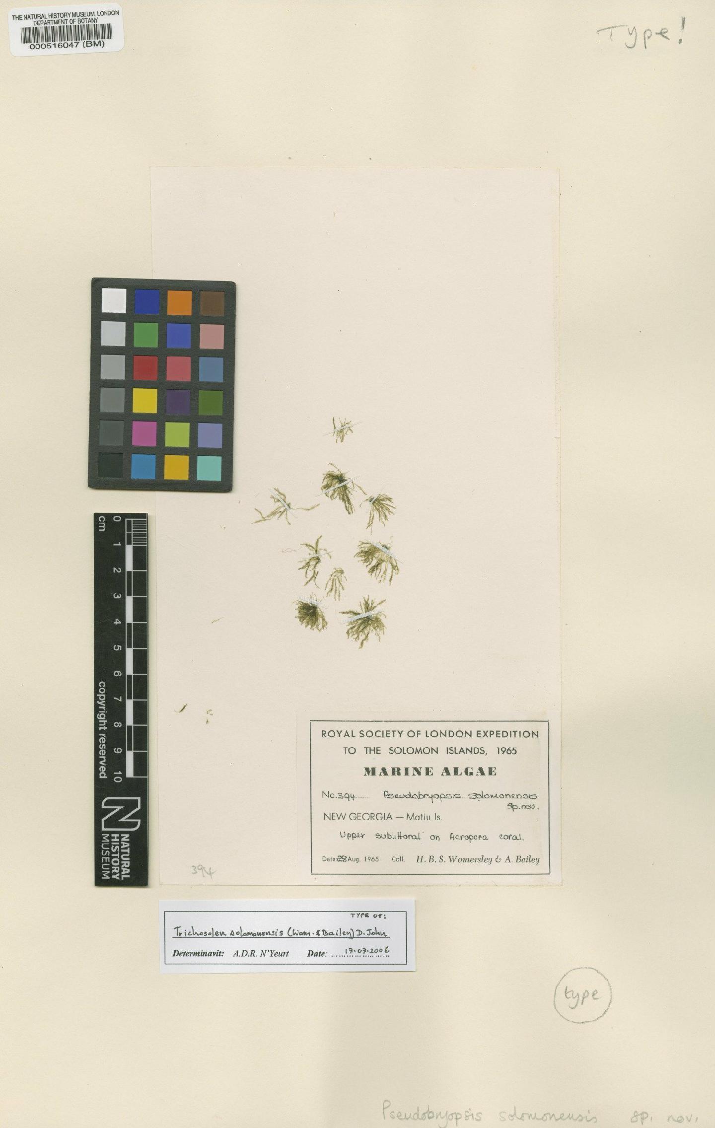 To NHMUK collection (Trichosolen solomonensis (Womersley & A.Bailey) D.M.John; Type; NHMUK:ecatalogue:4514802)