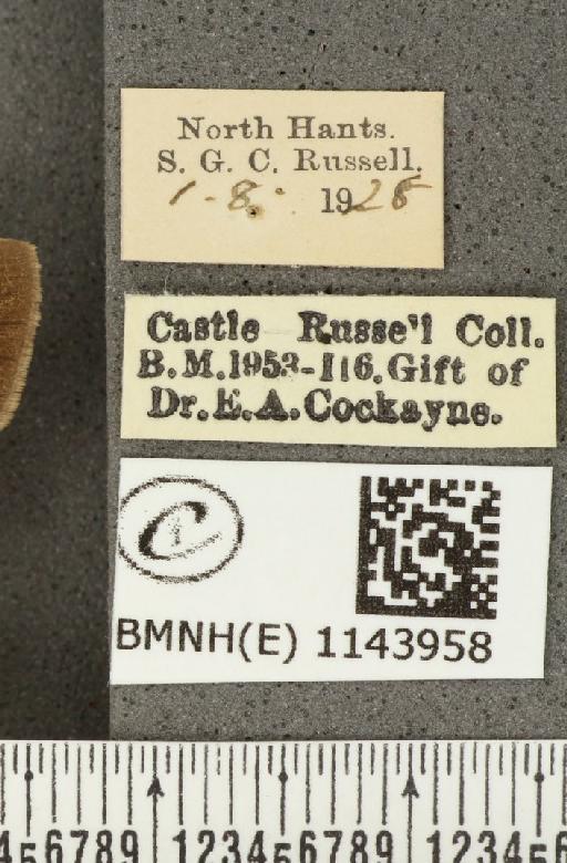 Lycaena phlaeas eleus ab. partimauroradiata Leeds, 1938 - BMNHE_1143958_label_108940
