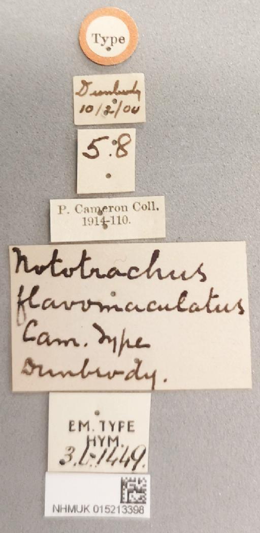 Nototrachys flavomaculatus Cameron, P., 1905 - 015213398_Nototrachys_flavomaculatus_holotype_labels