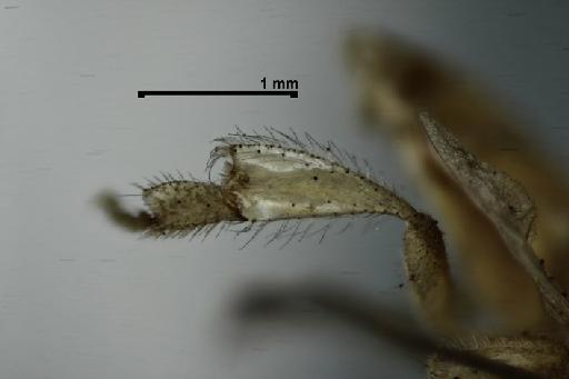 Trigona mosquito Smith, F., 1863 - Trigona_mosquito-BMNH(E)968236-post_tibia-4,0x