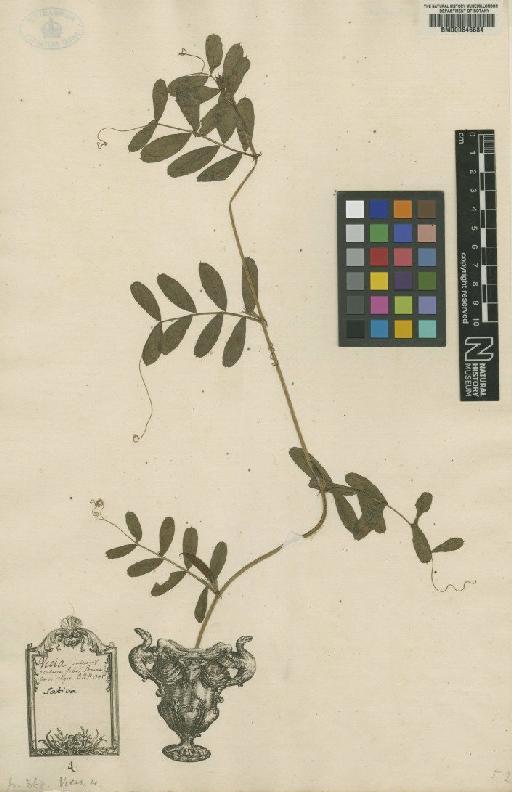 Vicia sativa var. sativa L. - BM000646684