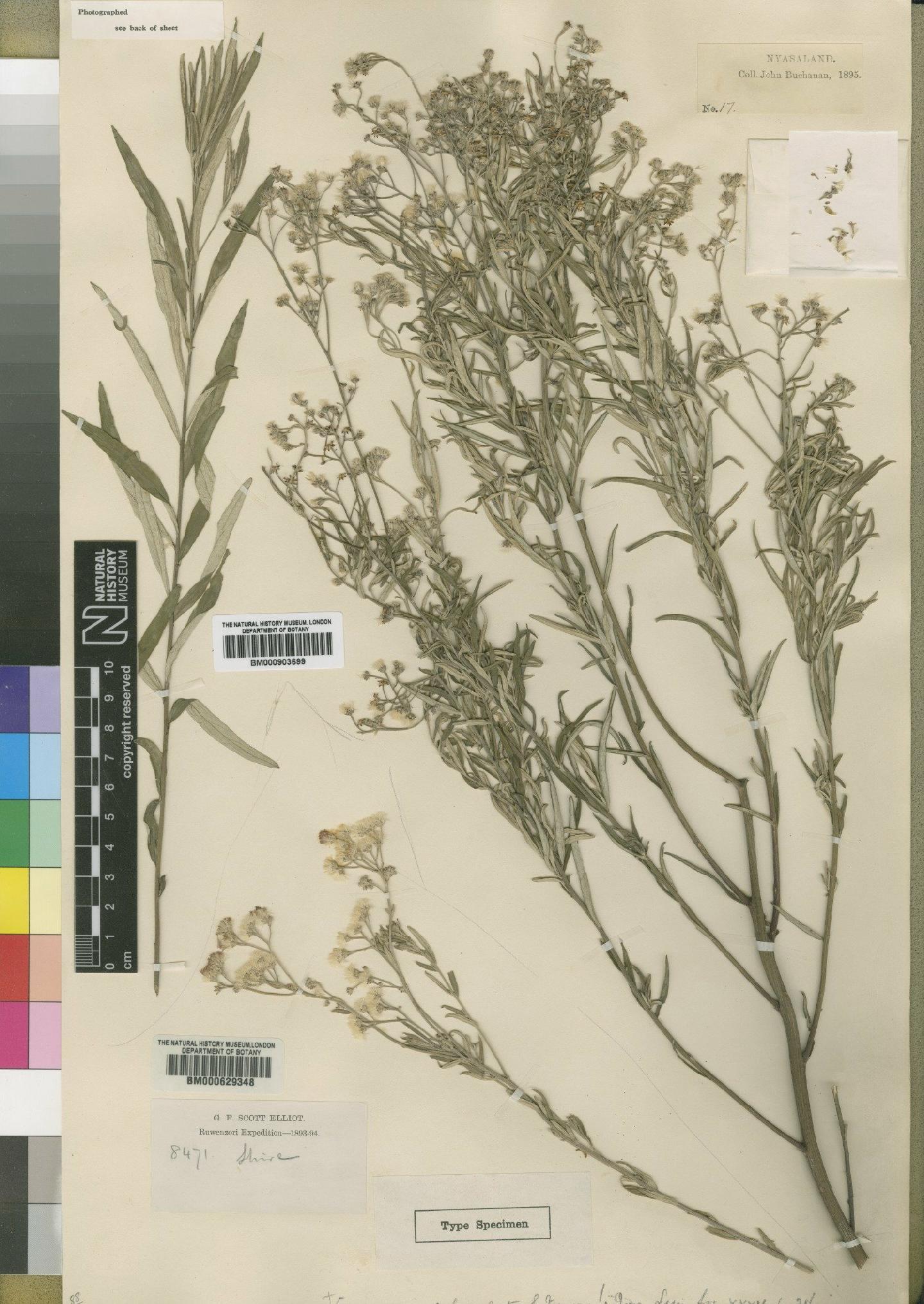 To NHMUK collection (Vernonia calyculata Moore; NHMUK:ecatalogue:4528706)