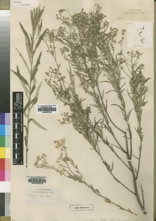 Vernonia calyculata Moore - BM000903699