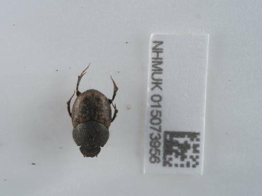 Onthophagus similis (Scriba, 1790) - 015073956_2