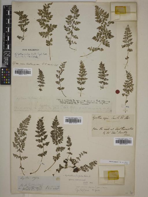 Cystopteris alpina (Lam.) Desv. - 001073873