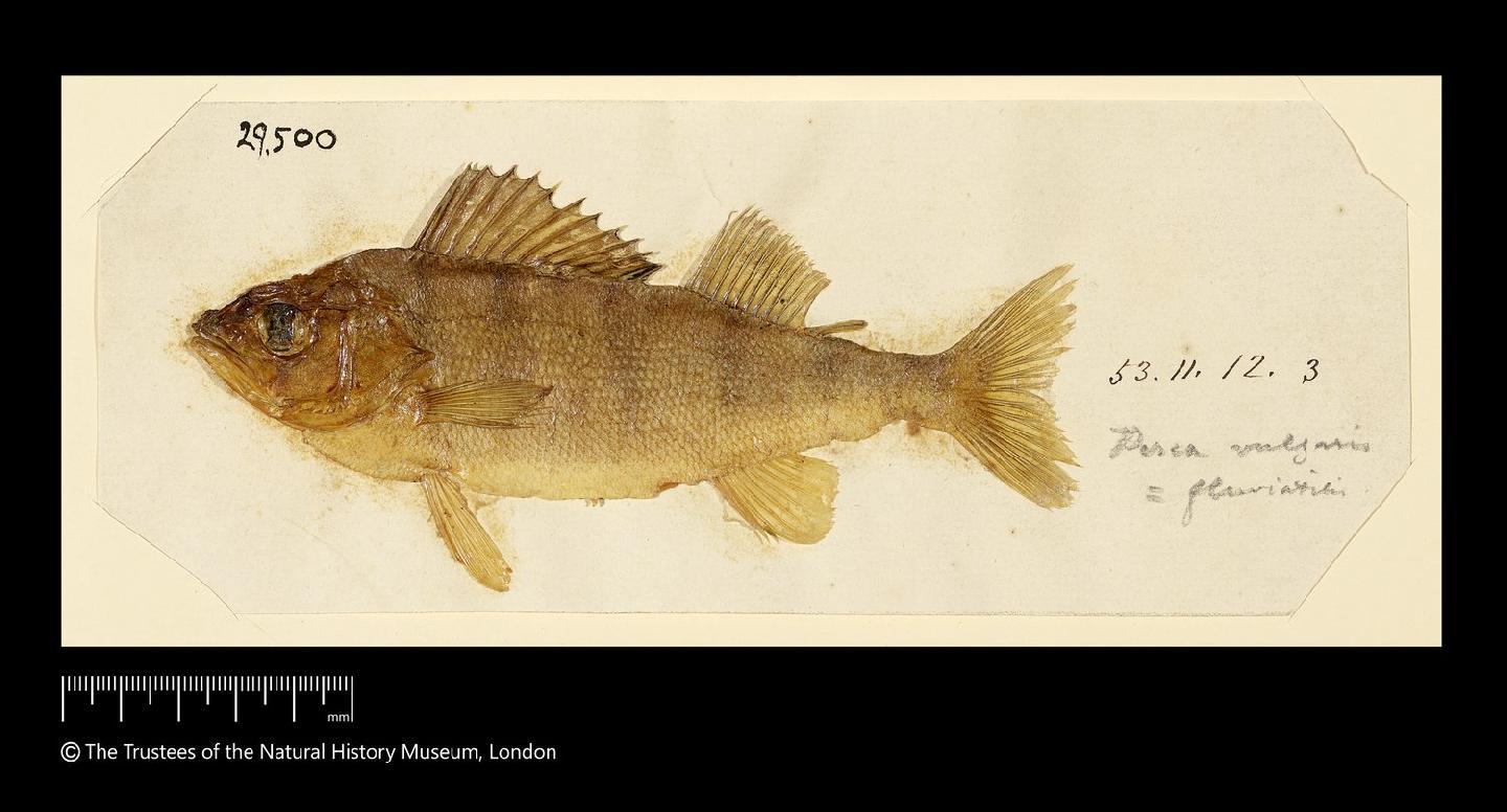 To NHMUK collection (Perca fluviatilis Linnaeus, 1758; SYNTYPE; NHMUK:ecatalogue:2584788)