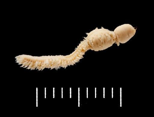 Ceratonereis burmensis Monro, 1937 - Polychaete type specimen; Nereidae; 1933.3.18.43 lateral