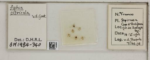 Aphis (Medoralis) spiraecola Patch, 1914 - 014225341_112525_1093088_157746_NoStatus