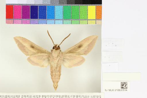 Hyles centralasiae (Staudinger, 1887) - NHMUK010891514_Hyles_centralasiae_ventral_and_labels.JPG