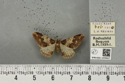 Agriopis leucophaearia ab. nigricaria Hübner, 1799 - BMNHE_1899427_462180