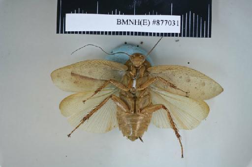 Epilampra pustulata Walker, 1868 - Epilampra pustulata Walker, F, 1868, male, holotype, ventral. Photographer: Aging Wang. BMNH(E)#877031