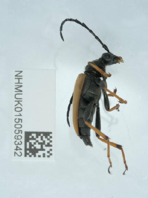 Stictoleptura (Aredolpona) rubra (Linnaeus, 1758) - 015059342_3