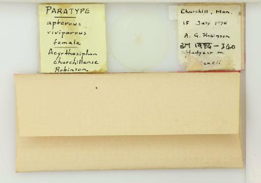 Acyrthosiphon churchillense Robinson, 1979 - 014763067_additional