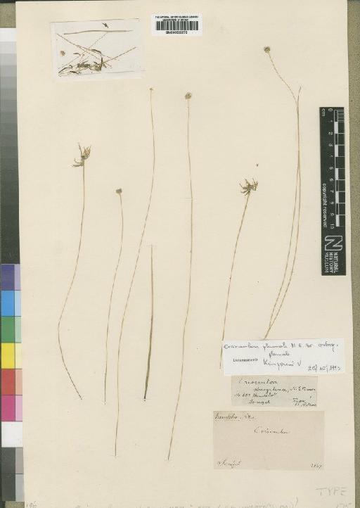 Eriocaulon plumale subsp. plumale N.E.Br. - BM000922272