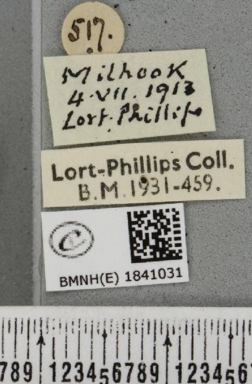 Lomaspilis marginata ab. diluta Cockayne, 1958 - BMNHE_1841031_label_419596