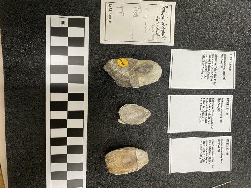 Productus derbiensis Muir-Wood, 1928 - PI BD 10487-10489