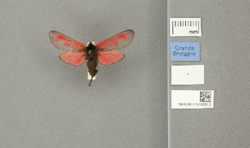 Zygaena (Mesembrynus) purpuralis purpuralis (Brünnich, 1763) - 015192518_775459_1477570