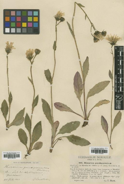 Hieracium dentatum subsp. pseudoporrectum Christener - BM001050623