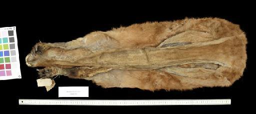 Macropus robustus rubens Schwarz, 1910 - 1904.1.2.8_Skin_Ventral