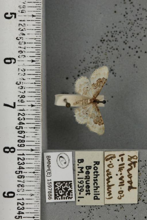 Idaea rusticata (Denis & Schiffermüller, 1775) - BMNHE_1597886_261705