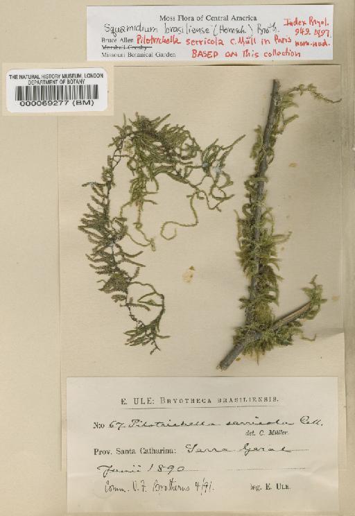 Squamidium brasiliense (Hornsch.) Broth. - BM000069277