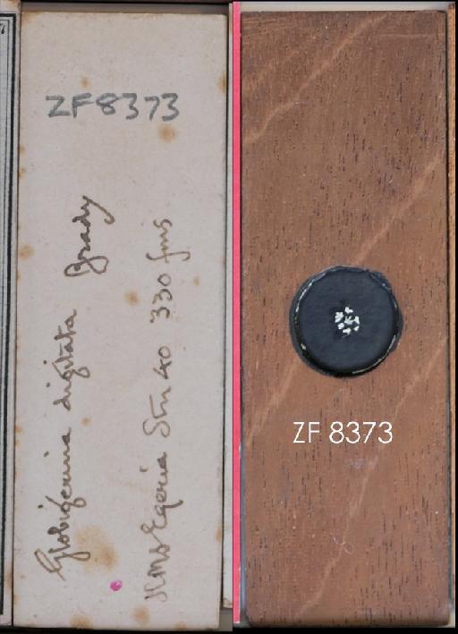Globigerina digitata Brady, 1879 - ZF 8373.tif