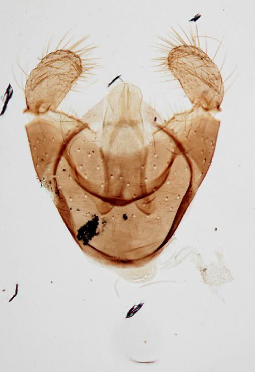 Peromyia ramosa (Edwards, 1938) - Joannisia_ramosa-010210310-genitalia2_B-XX_0x-edit