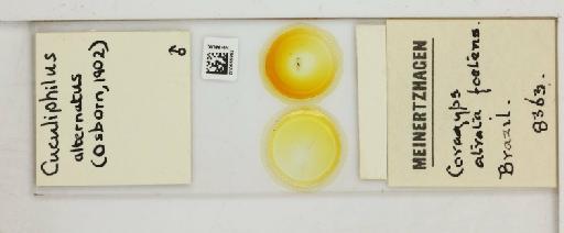 Cuculiphilus (Falcophilus) alternatum Osborn, 1902 - 010655953_816397_1429003