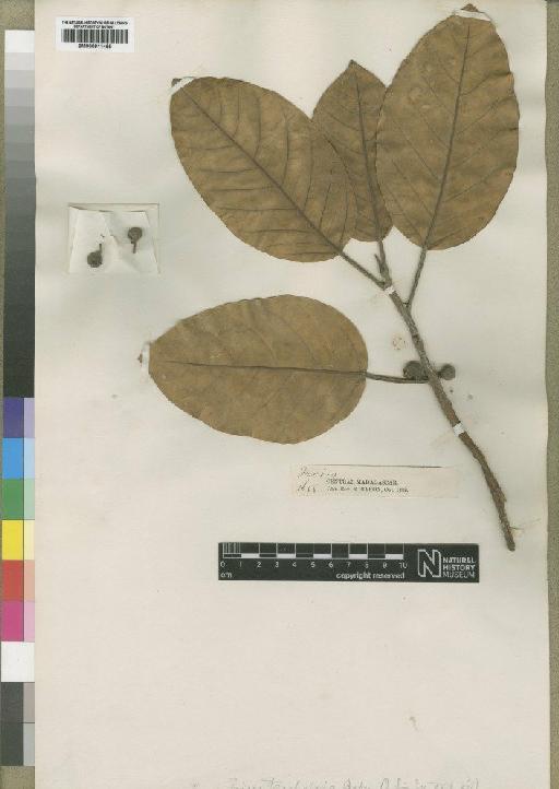 Ficus trichopoda Baker - BM000911465